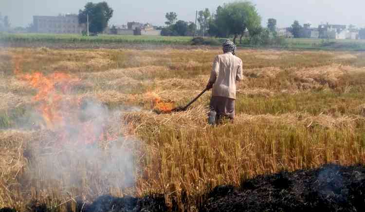 Meeting of all Punjab DCs, CAQM on stubble burning on Friday