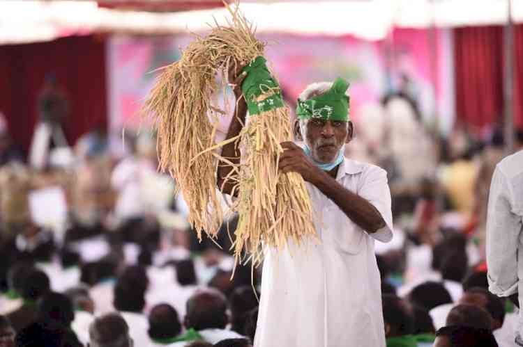 Politics over paddy procurement add to Telangana farmers' dilemma