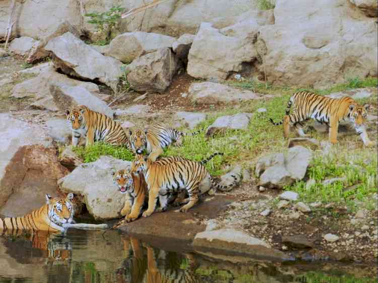 Notice to Centre, Madhya Pradesh on 36 tigers' death