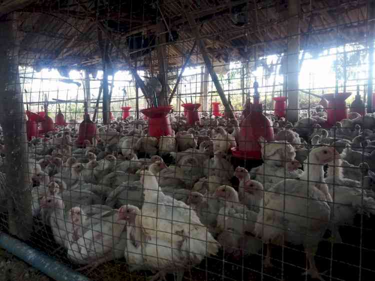 TN poultry farmers in dire straits after chicken prices fall due to rains