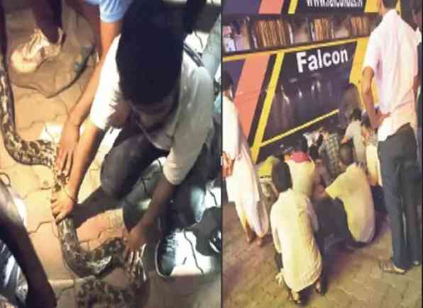 14-feet python travels with passengers in private bus