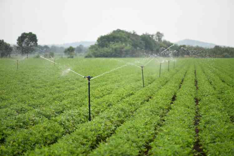 Netafim India introduces Flexi Sprinkler Kit to increase crop yield in field crops