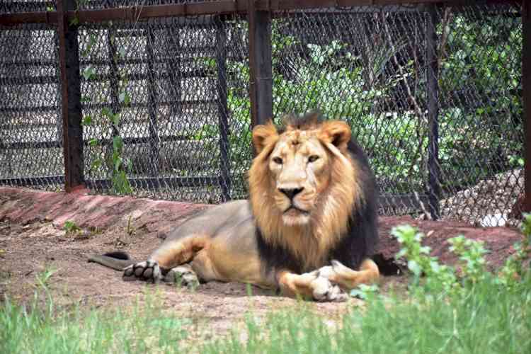 Upasana adopts pair of Asiatic lions at Hyderabad Zoo