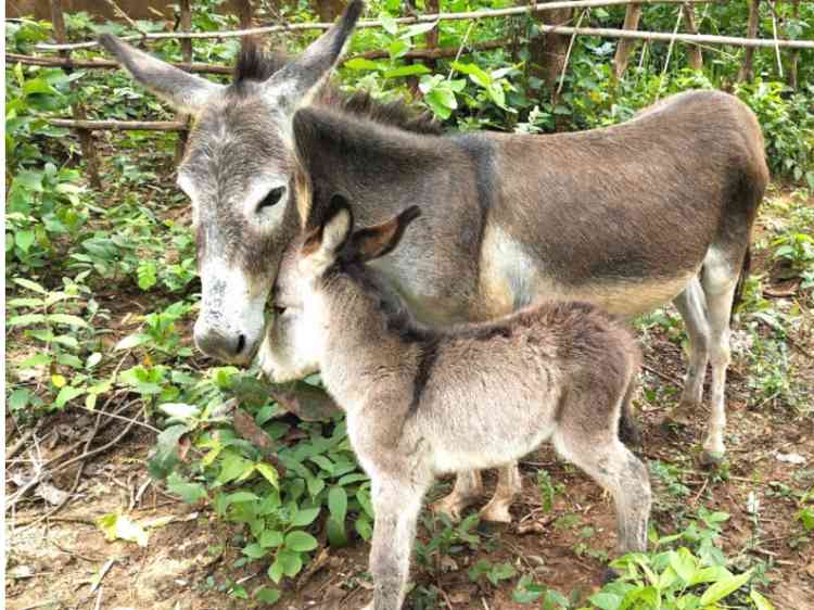 Brooke India conducts investigative study on illegal Donkey Hide Trade in India