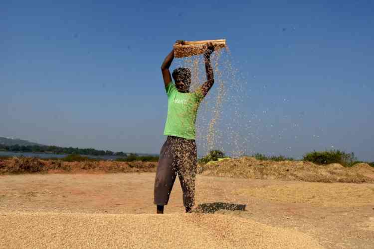 443.49 LMT paddy procured in kharif season 2021-22, Punjab leads