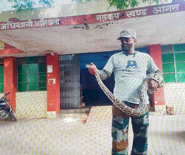 7-foot python sneaks into irrigation office in Agra, rescued