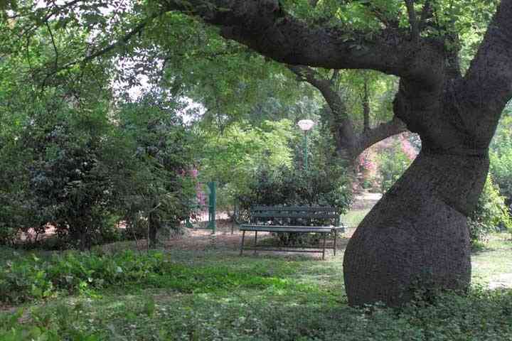 Delhi's green cover increases to 23% in 2 yrs: ISFR