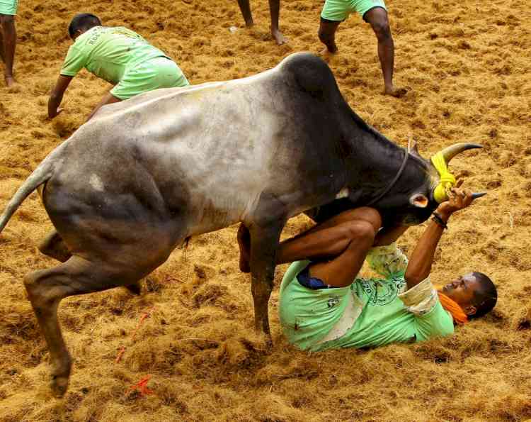 27-year-old gored to death by bull at Jallikattu event in TN