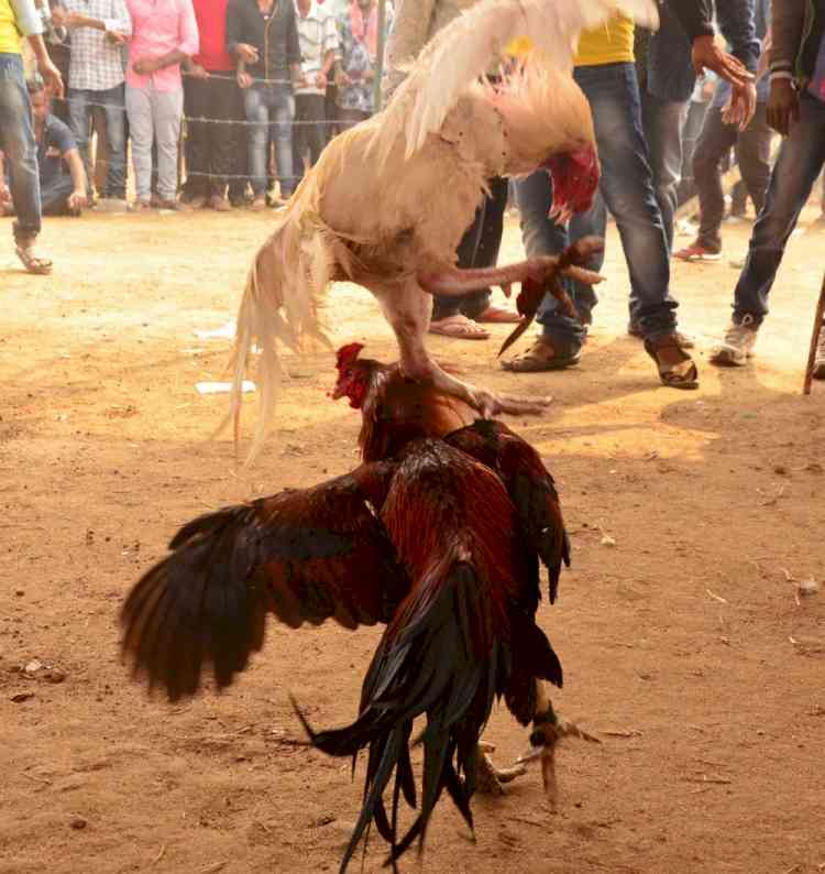 Crores change hands as cockfights held in Andhra despite ban, pandemic