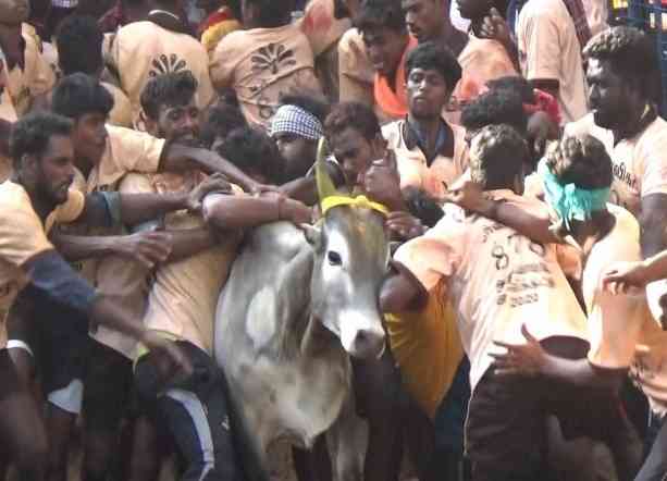 Jallikattu winner to get a car sponsored by TN CM