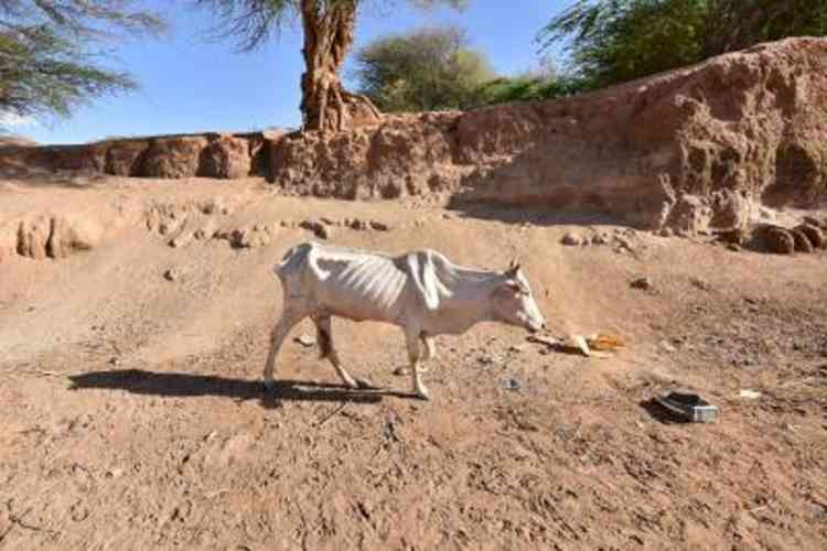 Drought kills 62,585 animals in Tanzania