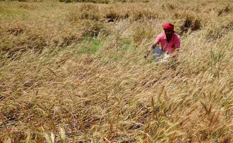 BJP, Cong now trade barbs on compensation for damaged crops in MP
