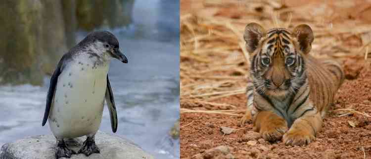 Mumbai zoo welcomes Royal Bengal tiger cub, Humboldt penguin chick