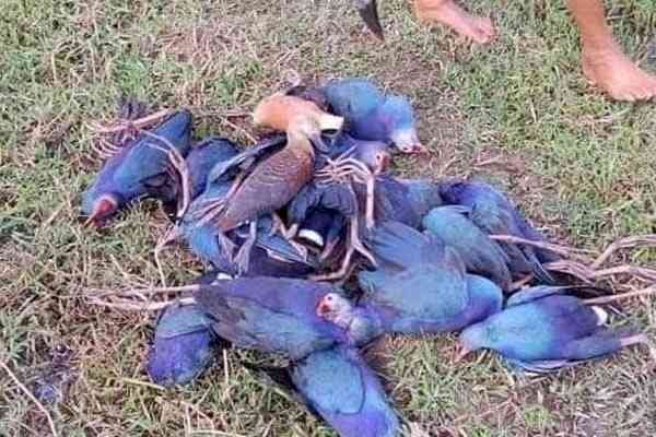 Wildlife officials probing deaths of over 500 migratory birds in Tripura