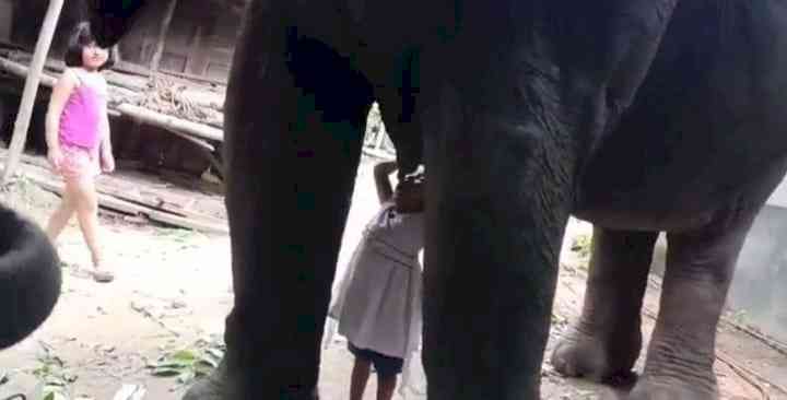 Toddler girl drinks milk from elephant in Assam, video goes viral