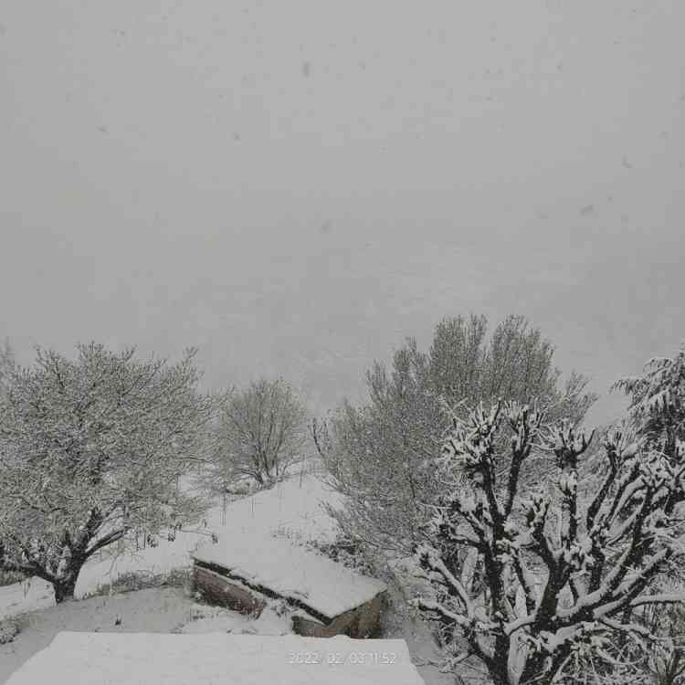 Upper areas of Dharamsala experienced fresh snow intensifying cold wave in area