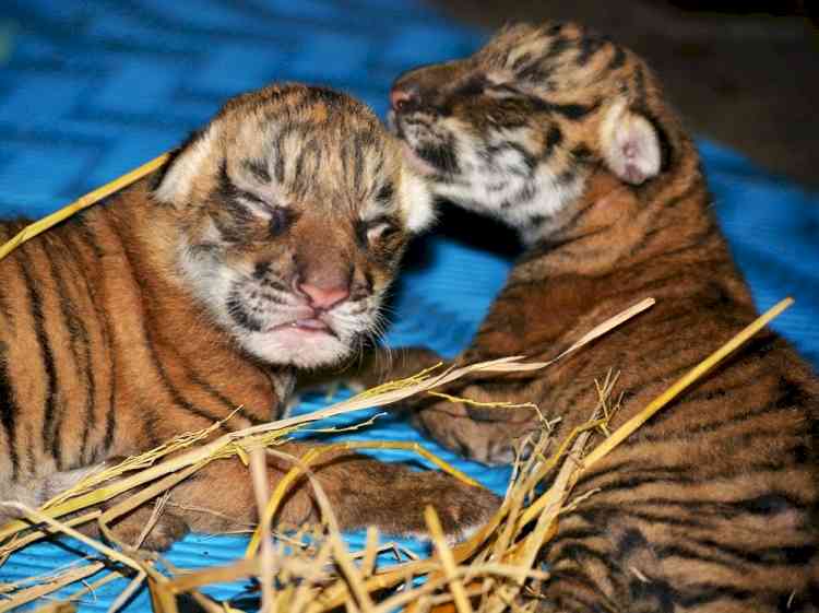 Two Royal Bengal tiger cubs born in Assam state zoo