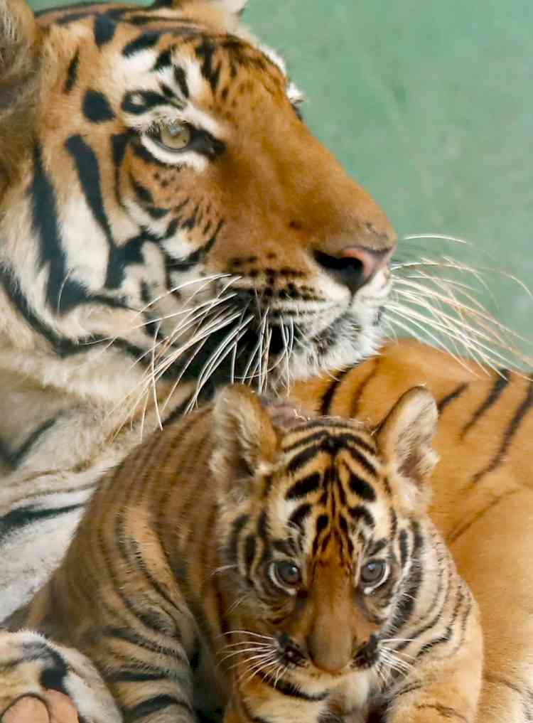 Night traffic ban through TN Tiger reserve from Feb 10