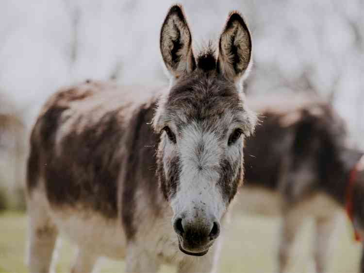 Telangana Congress leader arrested for stealing donkey