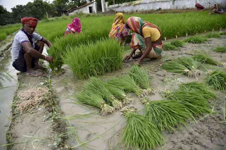 Haryana sees growth in agriculture with adoption of technology