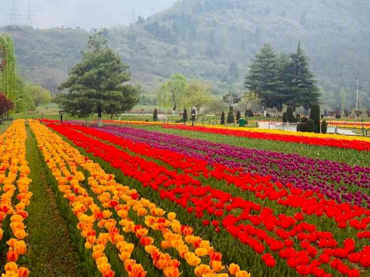 Srinagar tulip garden to open on March 20