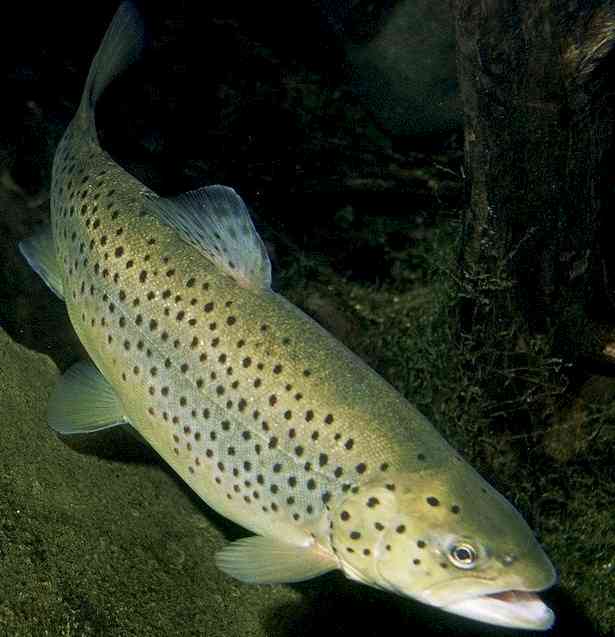 Himachal to import eight lakh trout from Denmark