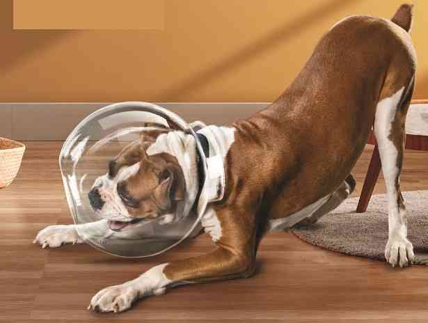 Future Generali India Insurance Launches 'FG Dog Health Cover' Insurance Future Generali India Insurance Launches 'FG Dog Health Cover' Insurance