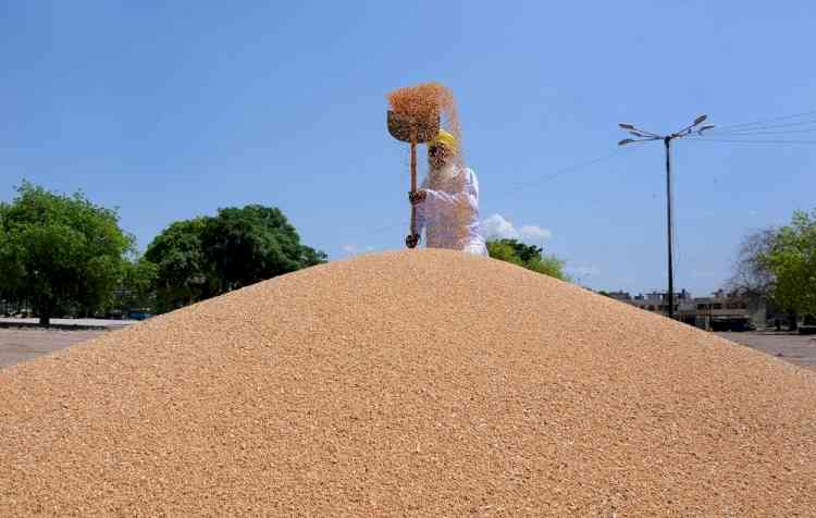 Shot in the arm for wheat traders as domestic prices hit lifetime high