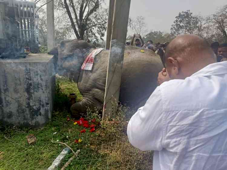 One more elephant electrocuted in Assam, probe ordered