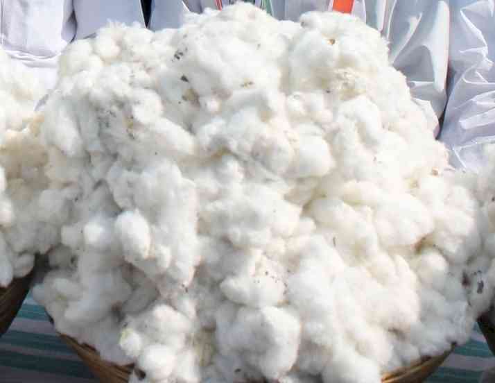 Centre increases maximum sale price of Bt cotton seed