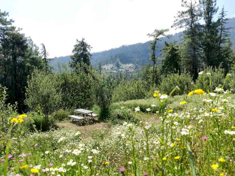 Himachal to have ethnobotanical park