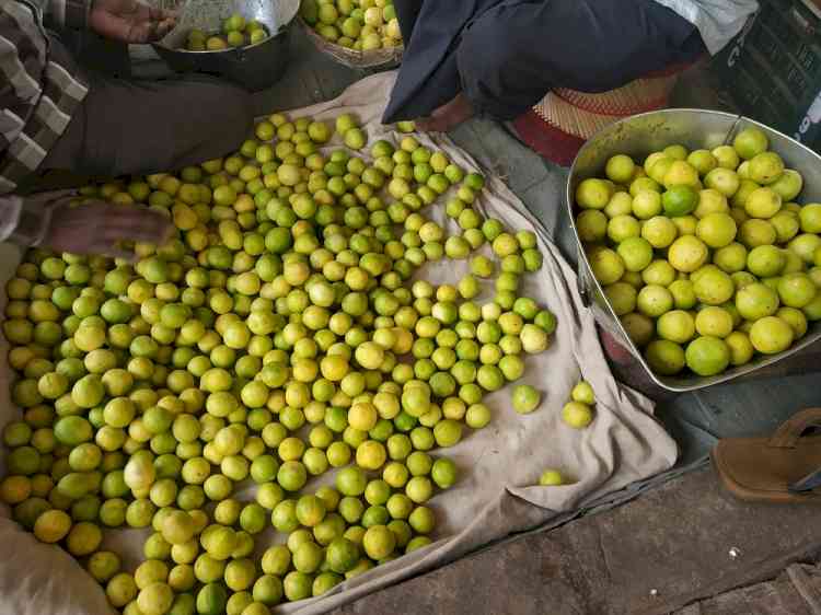 Lemon water becomes an elite drink as lemon prices touch Rs 400 per kg in Jaipur