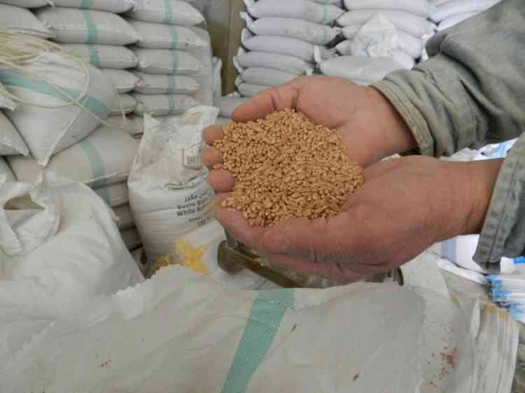 Wheat could open new area of US-India cooperation, softening rift on Ukraine (Analysis)