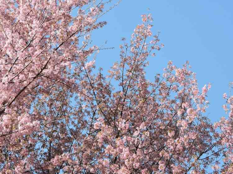 New plant species of 'Cherry Blossom' found in Manipur