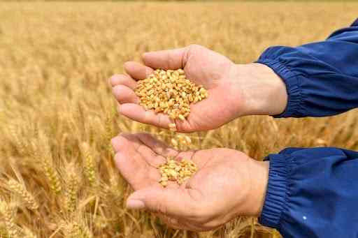 Wheat procurement in Punjab sets five-year record