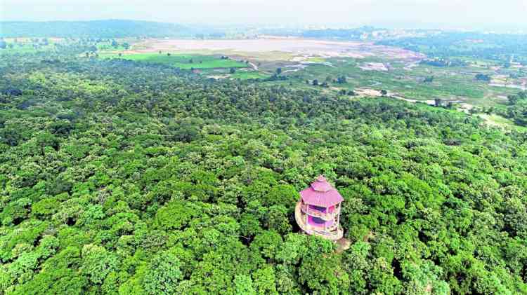 Hyderabad gets 'Tree City of the World tag' for second year