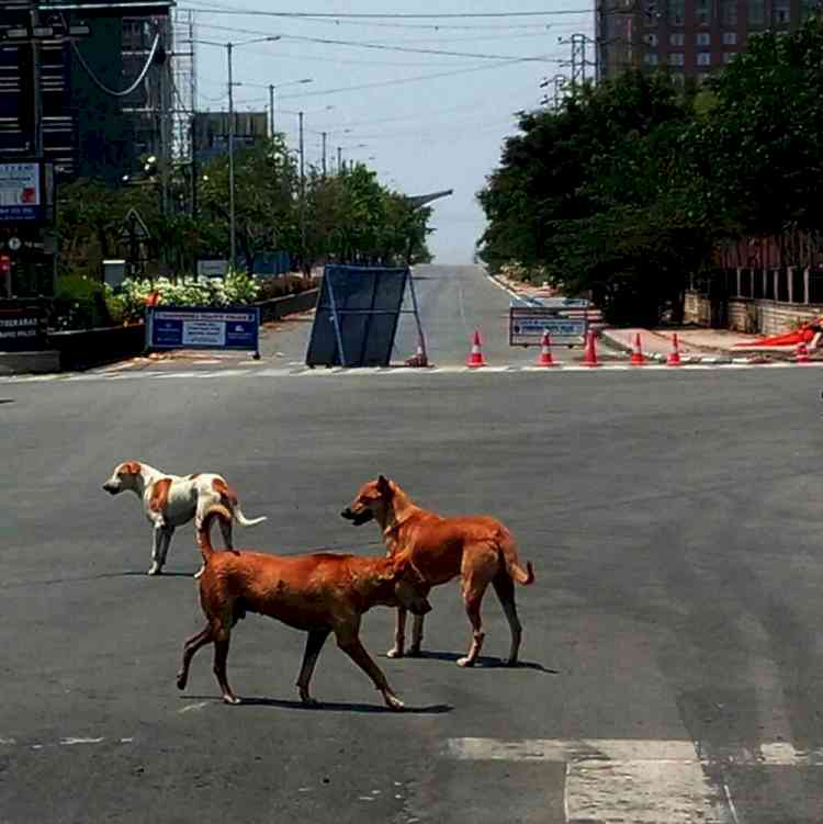 Man booked for crushing dog under car wheels in K'taka