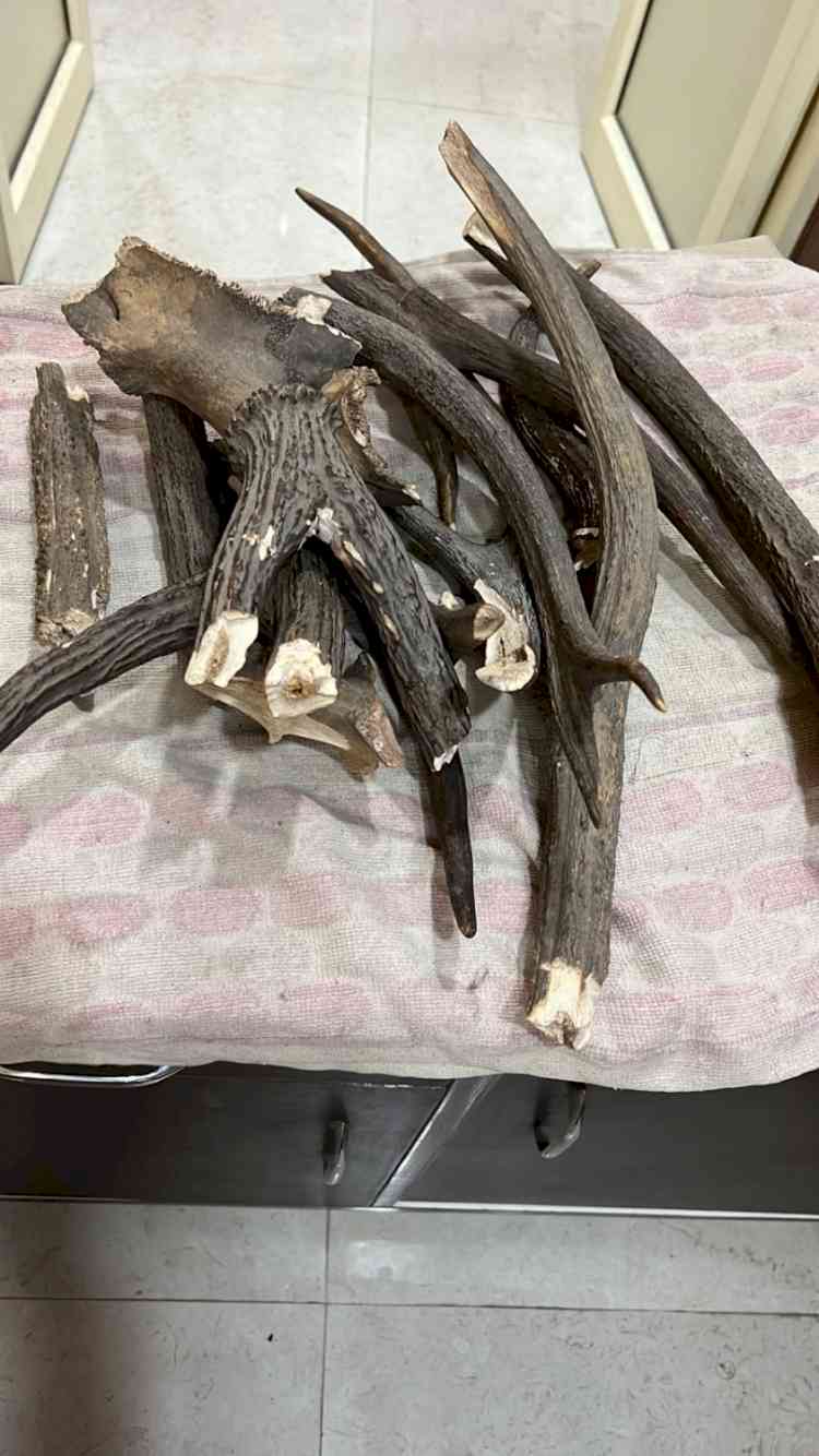 Deer horns seized in Delhi, woman held