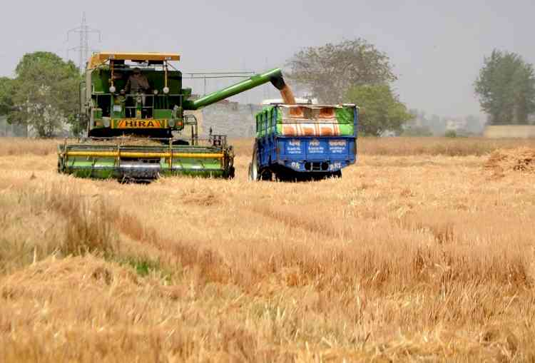 Punjab procures 93 lakh tons wheat, 25