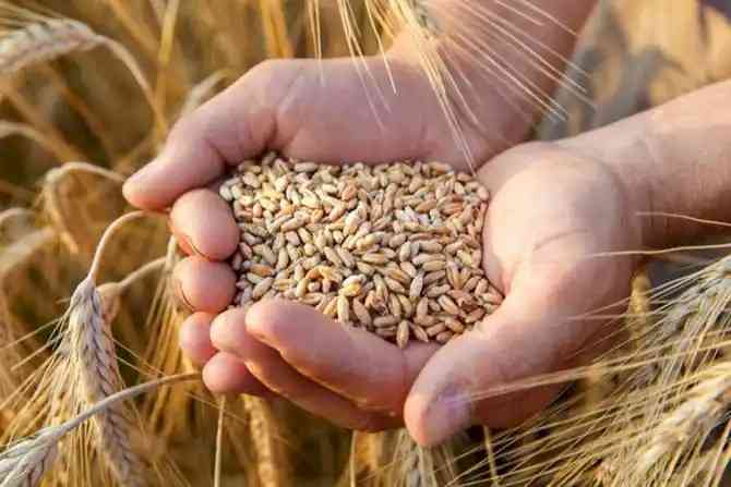 After Ukraine war, Egypt, world's largest wheat importer wants to buy grain from India