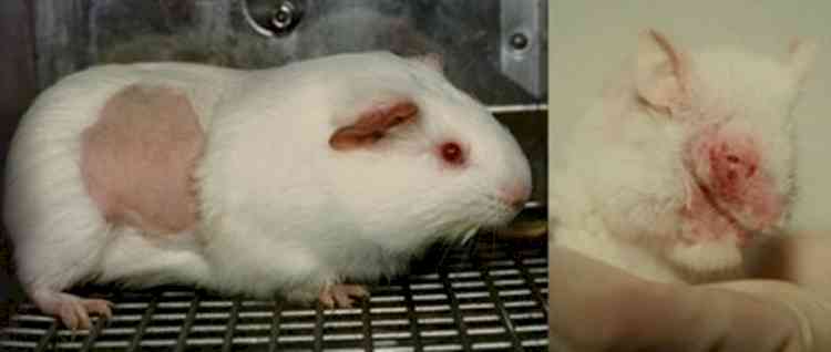 PETA seeks replacement of animal tests with non-animal methods