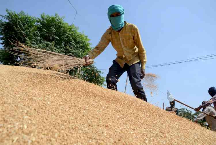 Centre bans wheat export