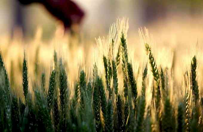 Punjab, Haryana to continue wheat procurement operations