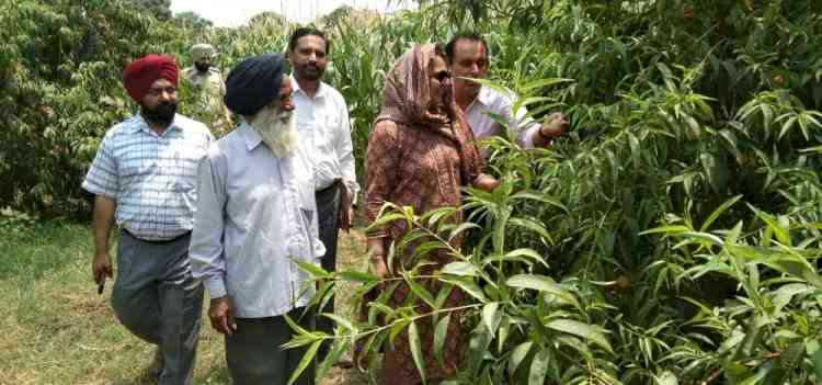 Peach growers in Balachaur earn Rs one lakh per acre