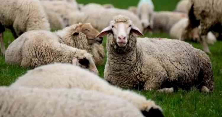 50 sheep killed by lightning in J&K's Ganderbal