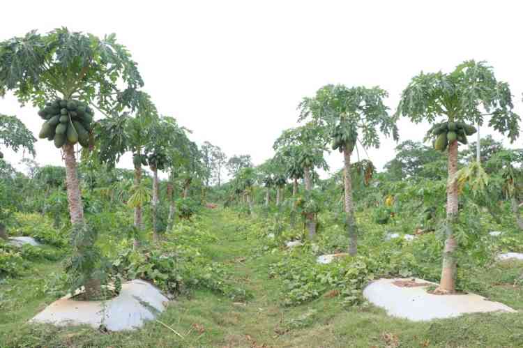 Bastar women receive praise for papaya farming on barren land