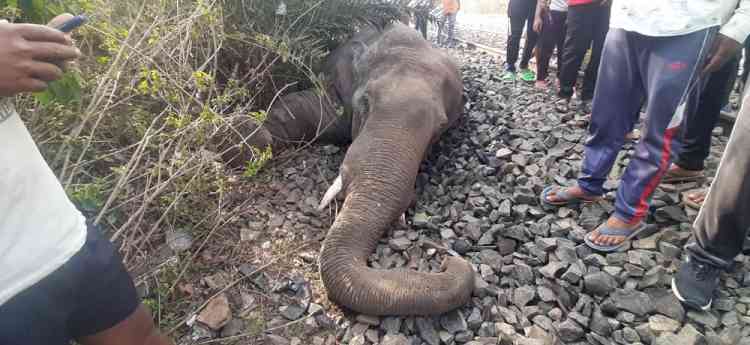 Elephant mowed down by speeding train in Assam