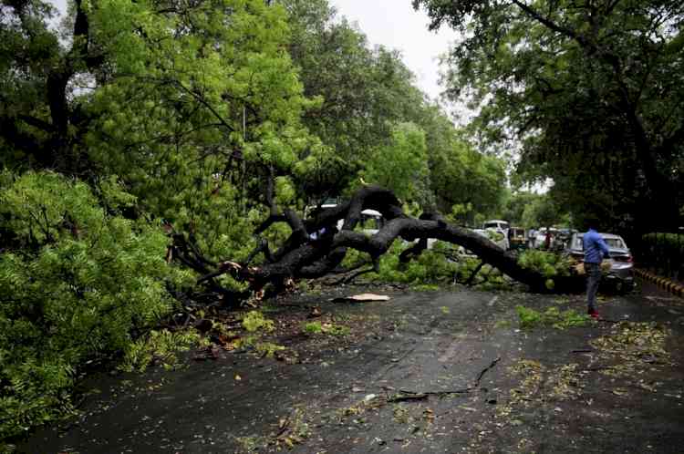 Chainsaws used to cut trees to clear Delhi roads after storm
