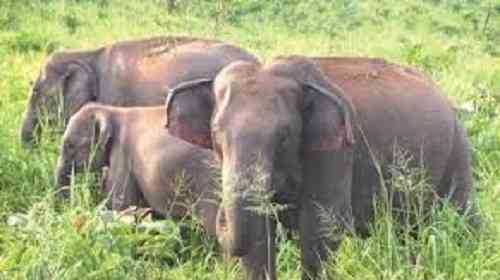 Woman trampled to death by wild elephant in Assam