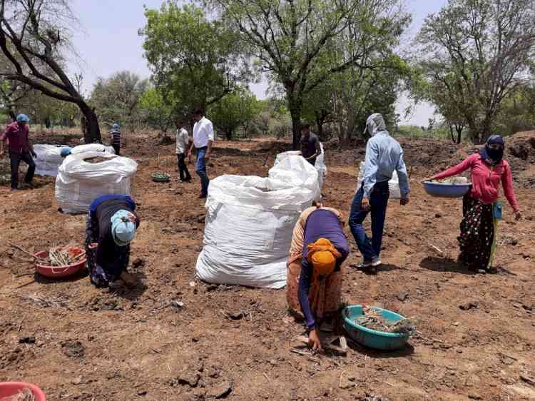 192 metric tonnes of cow dung to be exported to Kuwait from Jaipur
